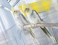 null Ветеринарный центр доктора Базылевского А.А. Филиал «Могилев», Галерея - фото 10