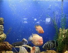 Загородный дом Вераги, Бильярдная - фото 3