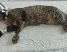 Ветеринарная клиника Минина Плюс, Галерея - фото 8