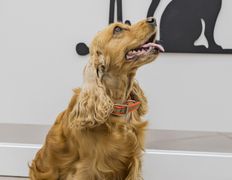 Ветеринарная клиника Питомец, Интерьер - фото 3