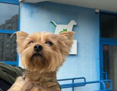 Ветеринарная клиника  АйбиВЕТ, Галерея - фото 6