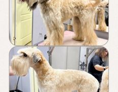 Студия груминга Dog and Cat (Дог энд Кэт), Примеры работ - фото 5