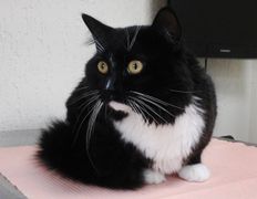 Ветклиника Айдавет, Наши пациенты - фото 10