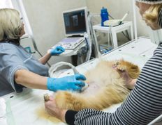 Ветклиника МогВетЛига, Галерея - фото 6