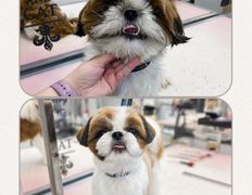 Студия груминга Dog and Cat (Дог энд Кэт), Примеры работ - фото 1