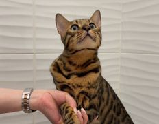 Ветеринарная клиника  АйбиВЕТ, Галерея - фото 17