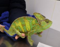 null Ветеринарный центр доктора Базылевского А.А. Филиал «Могилев», Галерея - фото 20