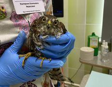 Ветеринарная клиника  АйбиВЕТ, Галерея - фото 14