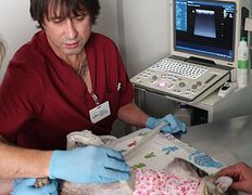 Ветеринарная клиника Питомец, Галерея - фото 2