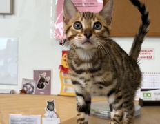 Ветеринарная клиника  АйбиВЕТ, Галерея - фото 8