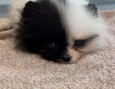 Ветеринарная клиника АйбиВЕТ, Галерея - фото 7