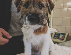 Ветеринарная клиника ВЕК, Галерея - фото 5