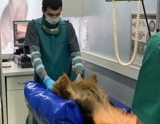 null Ветеринарный центр доктора Базылевского А.А. Филиал «Минск 24/7», Галерея - фото 19