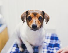 Ветклиника Эвия Верум, Галерея - фото 5