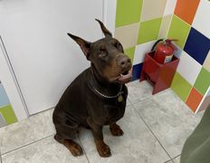 Ветеринарная клиника АйбиВЕТ, Галерея - фото 5