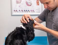 Ветеринарная клиника Дарис Вет, Галерея - фото 11