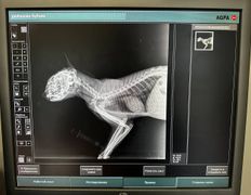 Ветклиника Центр здоровья животных, Галерея - фото 3