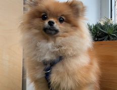 Ветеринарная клиника  АйбиВЕТ, Галерея - фото 15