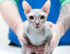 Ветклиника МогВетЛига, МогВетЛига - фото 15