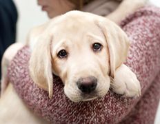 Ветклиника МогВетЛига, МогВетЛига - фото 10