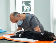 Ветеринарная клиника Дарис Вет, Галерея - фото 16