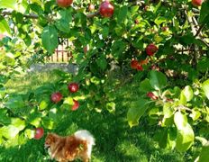 Сауна люкс VIP сауна на Явара и Калины, Беседка лето-зима - фото 6