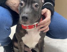 Ветеринарная клиника АйбиВЕТ, Галерея - фото 13