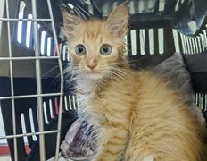 Ветклиника Хвостатый нянь, Наши пациенты - фото 12