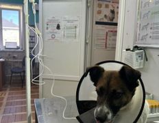 Ветеринарная клиника ВЕК, Галерея - фото 7