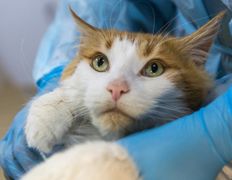 Ветеринарный центр КакадуВет, Галерея - фото 12