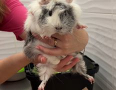 Ветеринарная клиника  АйбиВЕТ, Галерея - фото 9