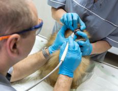 Ветклиника МогВетЛига, Галерея - фото 9