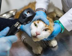 Ветеринарный центр КакадуВет, Галерея - фото 16