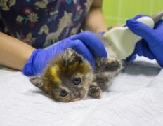 null Ветеринарный центр доктора Базылевского А.А. Филиал «Могилев», Ветеринарный центр - фото 4