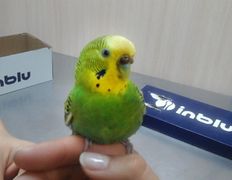 Ветклиника Айдавет, Наши пациенты - фото 12