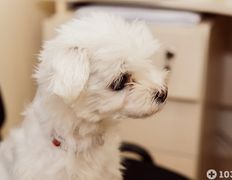 Ветеринарная клиника и аптека  Дай Лапу, Галерея - фото 8