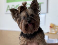 Ветеринарная клиника  АйбиВЕТ, Галерея - фото 2