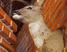 Парк средневековой истории Великое княжество Сула, Королевская Ассамблея - фото 9