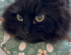 Ветклиника Хвостатый нянь, Наши пациенты - фото 7