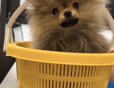 Ветеринарная клиника АйбиВЕТ, Галерея - фото 14