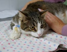 Ветклиника Эвия Верум, Галерея - фото 6