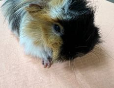 Ветклиника Хвостатый нянь, Наши пациенты - фото 10