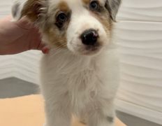 Ветеринарная клиника  АйбиВЕТ, Галерея - фото 18