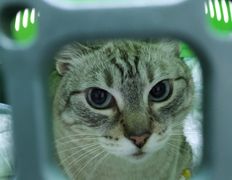 Ветклиника Айдавет, Наши пациенты - фото 14