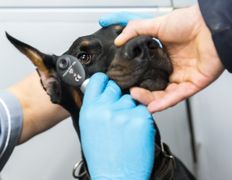 Ветклиника МогВетЛига, Галерея - фото 12