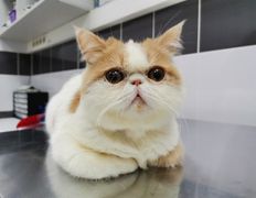 null Ветеринарный центр доктора Базылевского А.А. Филиал «Минск 24/7», Галерея - фото 7