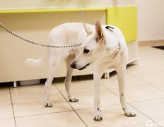 Ветеринарная клиника и аптека  Дай Лапу, Галерея - фото 7