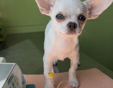 Ветеринарная клиника  АйбиВЕТ, Галерея - фото 16