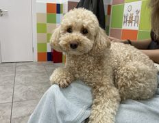 Ветеринарная клиника АйбиВЕТ, Галерея - фото 3