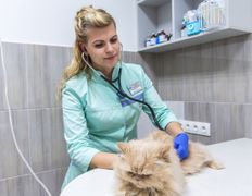 null Ветеринарный центр доктора Базылевского А.А. Филиал «Могилев», Галерея - фото 6